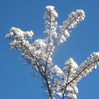 ** :: Зоя Мишина