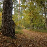 У старой сосны... :: Николай Гирш