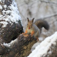 Парковый  почти ручной житель :: Ninell Nikitina