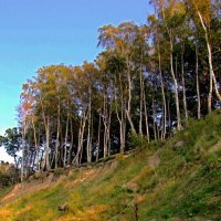 Березы дюн :: Сергей Карачин Березы дюн :: Сергей Карачин