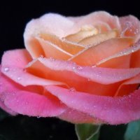 Роза :: Victoria 