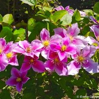 Клематисы :: Елена Сухорученкова