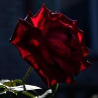 В контровом свете... :: Надежда Куркина 