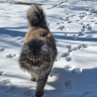 Строгий :) :: Наталья 