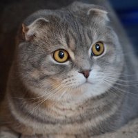 Портрет Тарасика :: Галина Нестратова