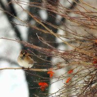 И снова снег, а так хочется тепла. :: Татьяна Помогалова И снова снег, а так хочется тепла. :: Татьяна Помогалова