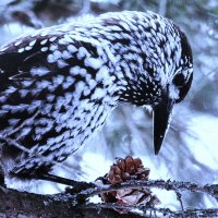 Нашла шишку кедровка :: Людмила Смородинская