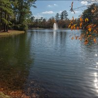 Пруд :: **** vedin