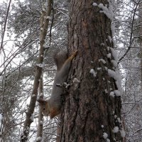 Зависла :: Лариса С.