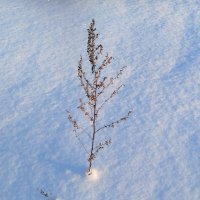 Веточка полыни :: светлана льдокова