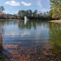 Пруд :: **** vedin