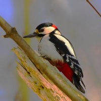 Дятел :: Константин Анисимов