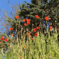 Маки. :: Константин Белоногов Маки. :: Константин Белоногов