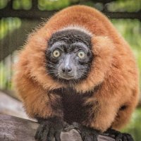 лемур вари красный :: Аркадий Лаптенко