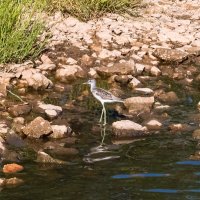 Интересная птичка попалась летом - Поручейник, суетливо бегает по мелководью :: Николай Зиновьев