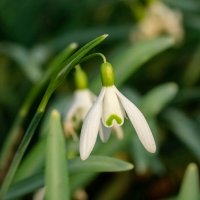 Подснежник... :: Николай Гирш