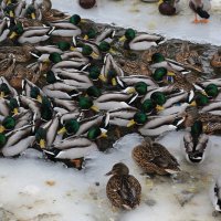 Уточки зимующие на канале :: Танзиля Завьялова