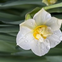 Нежный :: Pippa 