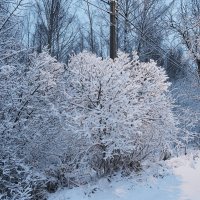 Утро после снегопада 4 :: Мария К.