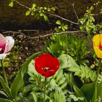 На любой  вкус. :: Петр Беляков