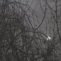 Сквозь снежную мглу :: олег свирский 