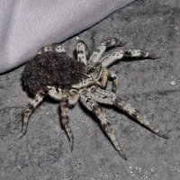 тарантул с потомством :: Aндрей Антонов