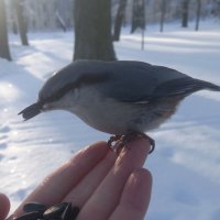 Поползень :: Сапсан 