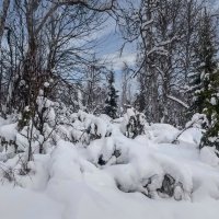 Тайга зимой :: Aleksey Afonin