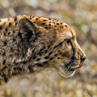 Гепард :: SanSan 