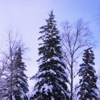 Стройные красавицы :: Людмила Смородинская