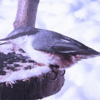 Поползень в кормушке :: Людмила Смородинская