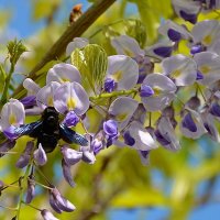 шмель плотник :: Aleksandr .