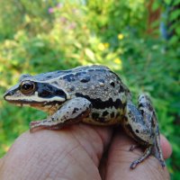 -Возьми меня,Иван-Царевич,замуж - жалеть не будешь ! :: nadyasilyuk Вознюк