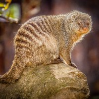 полосатый мангуст :: Аркадий Лаптенко
