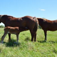 Обед всегда рядом. :: Виктор 