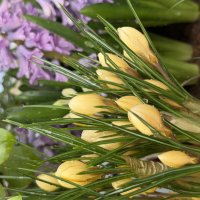 Нежные крокусы. :: Pippa 