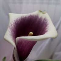 Кала :: Зоя Мишина