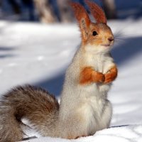 Подайтее.....сама я не местная (белка, побирается в Барнаульском санатории) :: елена беликова