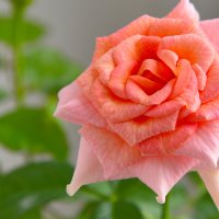 Роза чайная. :: юрий Амосов