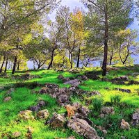 ЗАПОВЕДНИК   АЛОНЕЙ   АББА :: Анатолий Малобродский