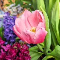 цветы :: Наталья 