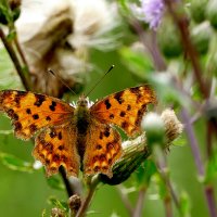 опять про бабочек...479 :: Александр Прокудин