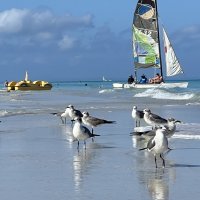 Чайки чилят :: Натали Королева