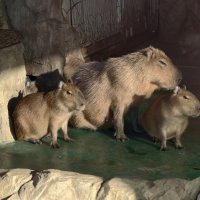 Капибары :: <<< Наташа >>>