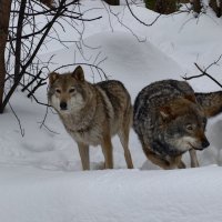 Волки :: <<< Наташа >>>