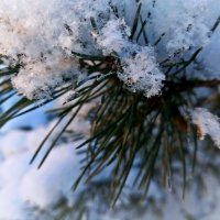 Иголочки :: Veera V