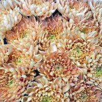 они на радость нам даны :: Олег Лукьянов