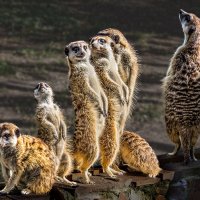 Сурикаты :: SanSan 