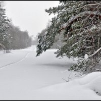 Лыжня :: **** vedin