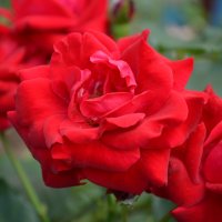 ,,, :: Сергей Тимоновский